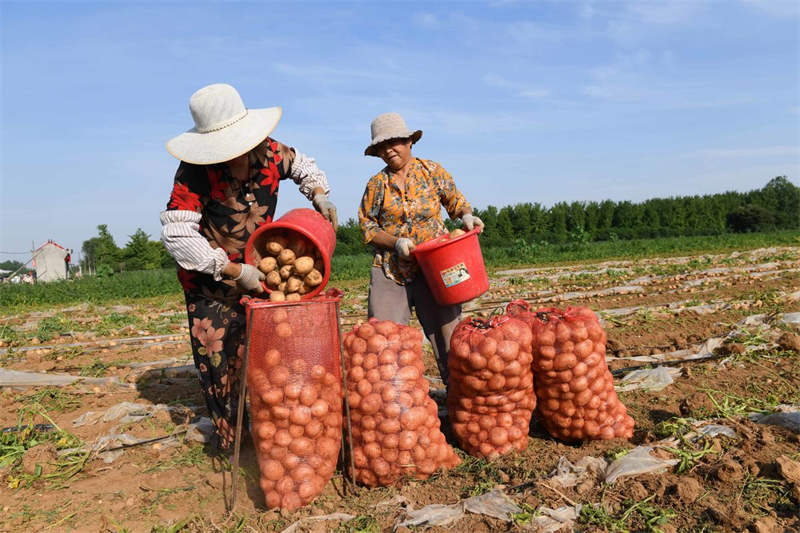 Shandong : les ? pommes de terre sur commande ? aident les agriculteurs de Tancheng à augmenter leurs revenus