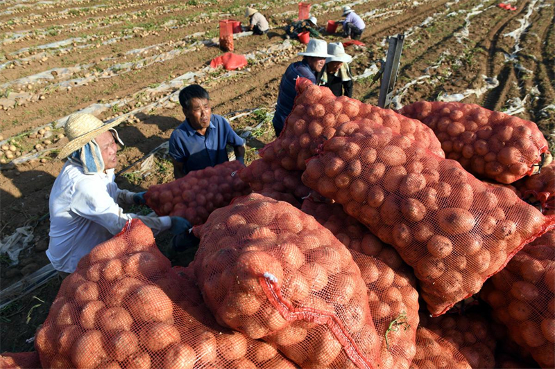 Shandong : les ? pommes de terre sur commande ? aident les agriculteurs de Tancheng à augmenter leurs revenus