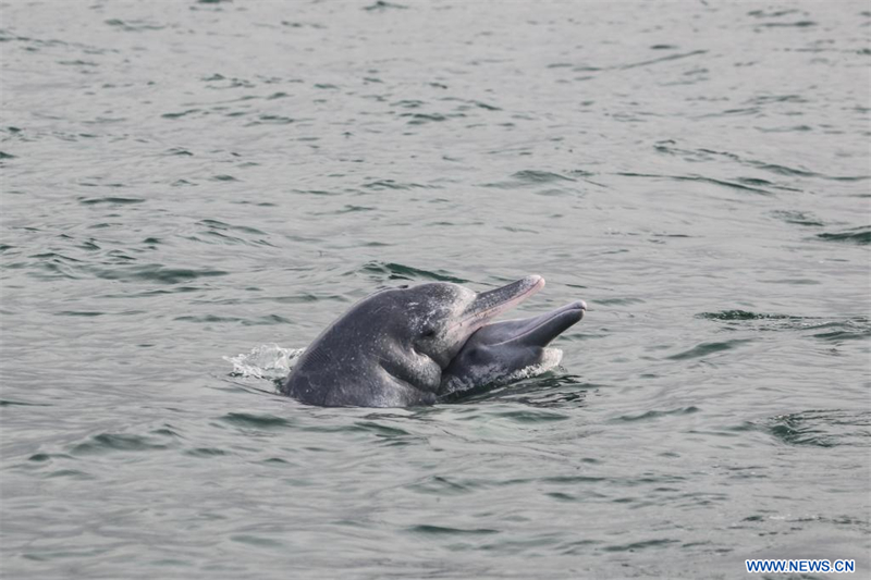 Le lien environnemental entre une scientifique fran?aise et les dauphins blancs de Chine