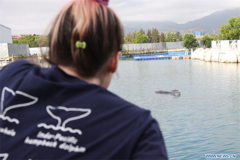 Le lien environnemental entre une scientifique fran?aise et les dauphins blancs de Chine