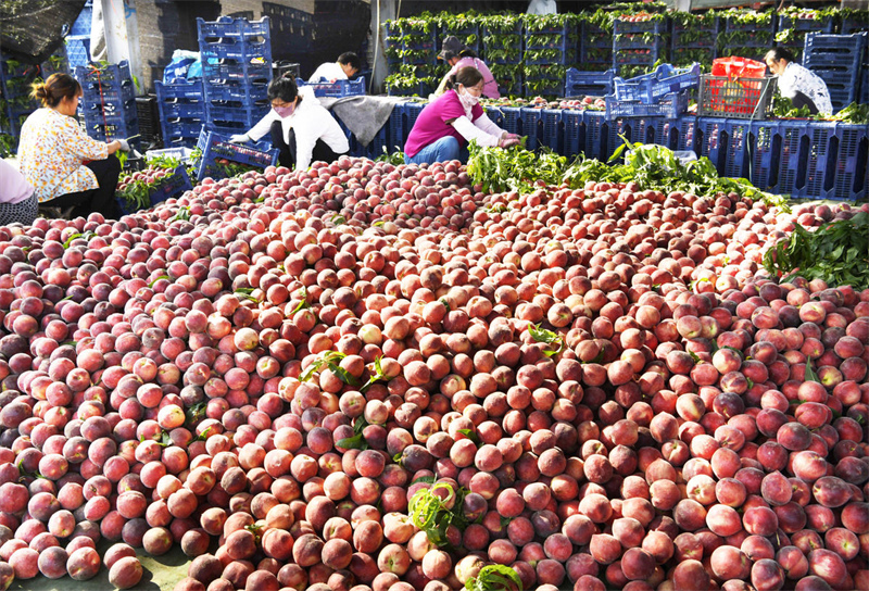 Shandong : le parfum des pêches m?res embaume les vergers de Zaozhuang