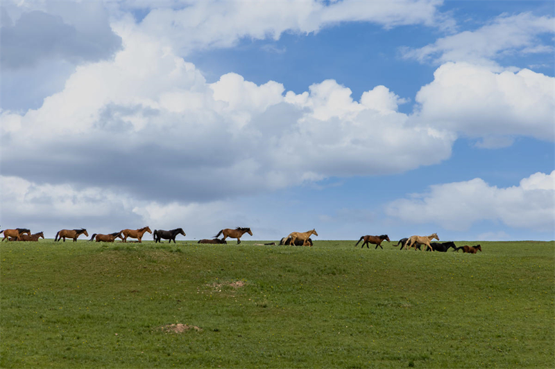 Gansu : des chevaux au galop dans une nature préservée au pied des monts Qilian