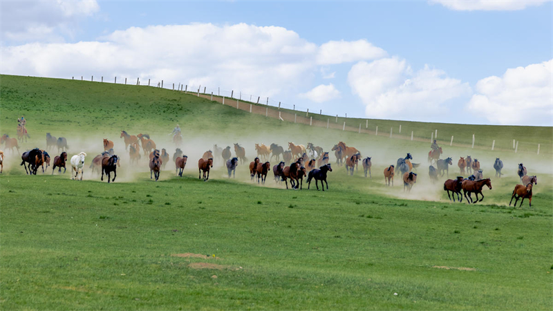 Gansu : des chevaux au galop dans une nature préservée au pied des monts Qilian