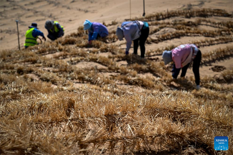 Ningxia : un outil et une technologie innovants contribuent au contr?le du sable à Zhongwei