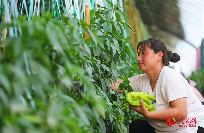 Henan : l'industrie mara?chère ouvre le ? parapluie de la richesse ? aux masses à Shawo