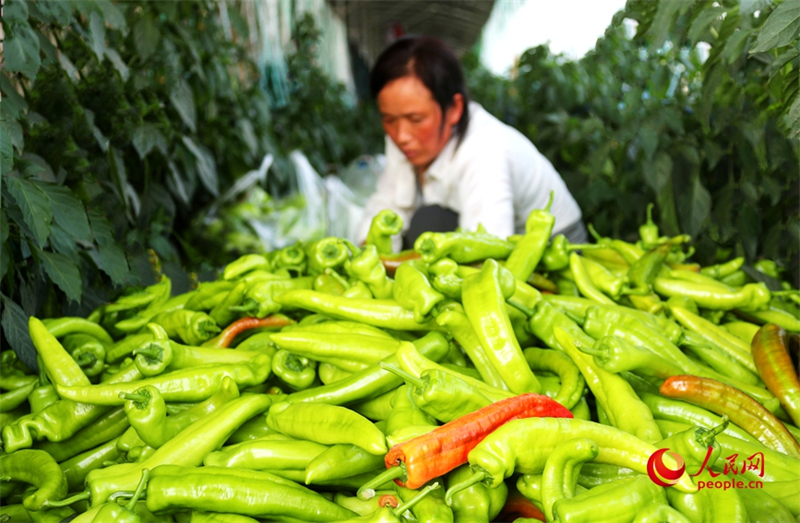 Henan : l'industrie mara?chère ouvre le ? parapluie de la richesse ? aux masses à Shawo