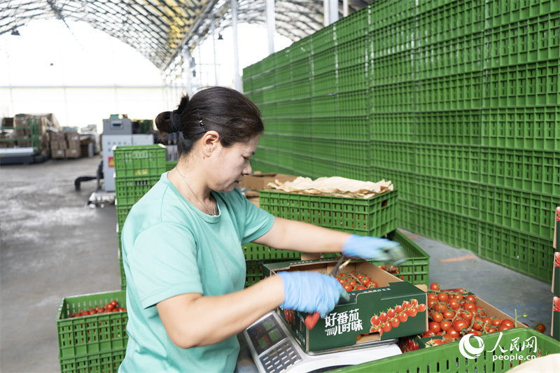 Xinjiang : à Kokdala, la technologie permet de récolter plus de tomates avec moins d'eau