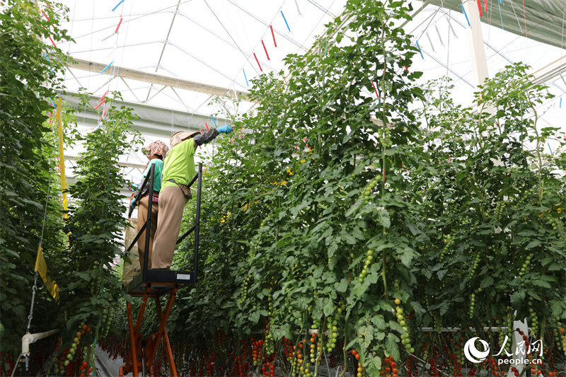 Xinjiang : à Kokdala, la technologie permet de récolter plus de tomates avec moins d'eau