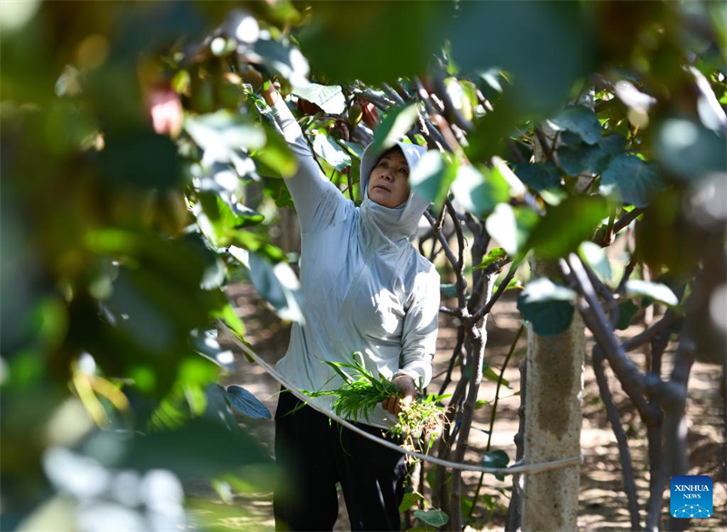 Shaanxi : Baoji soutient le développement vert de l'agriculture