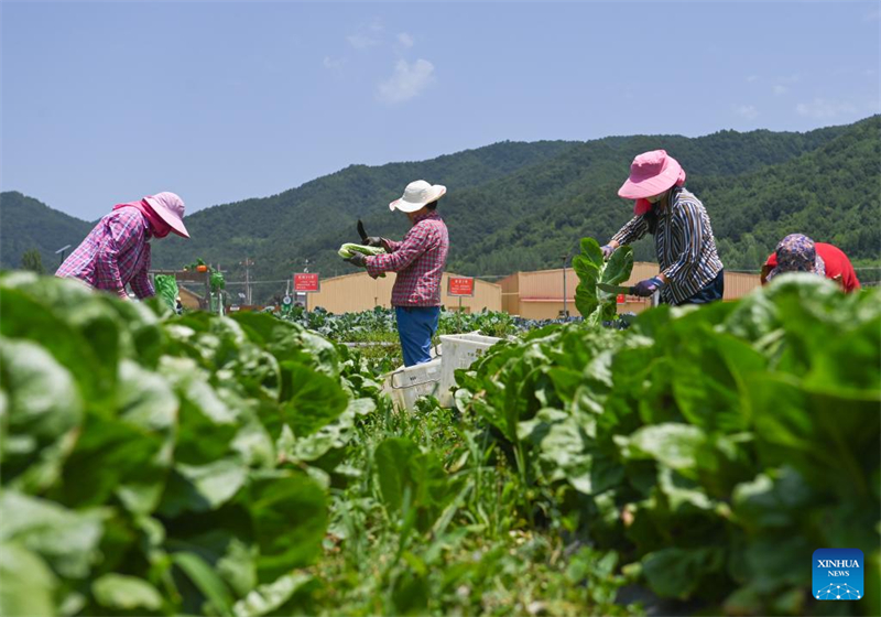 Shaanxi : Baoji soutient le développement vert de l'agriculture