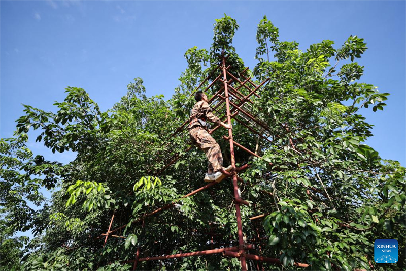 Hainan : des chercheurs chinois sélectionnent de nouvelles variétés d'hévéas à Danzhou