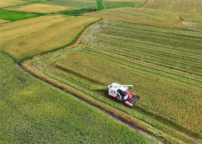 Jiangxi : début de la récolte de riz précoce à Ji'an