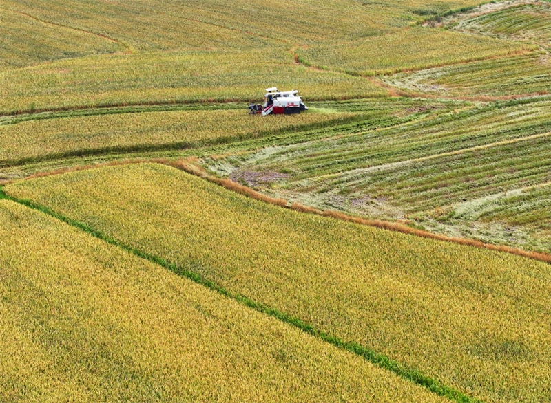 Jiangxi : début de la récolte de riz précoce à Ji'an