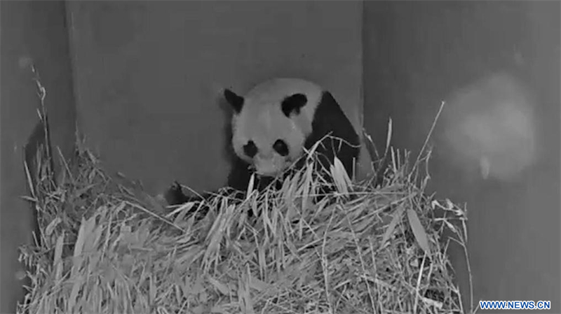 Pays-Bas : un deuxième panda géant est né au zoo néerlandais de Ouwehands