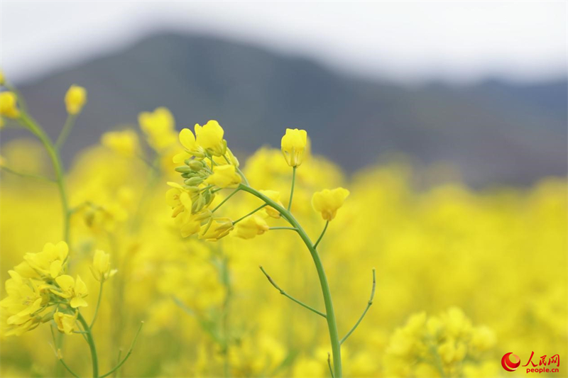 Xizang : des milliers d'hectares de fleurs de colza s'épanouissent près de Lhassa