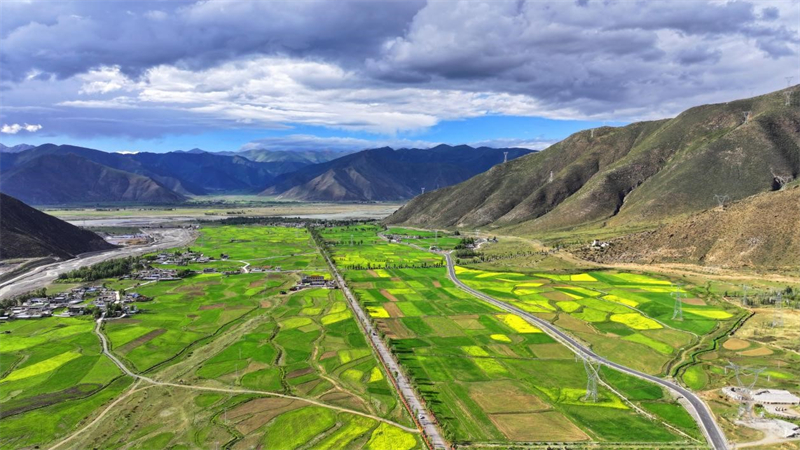 Xizang : des milliers d'hectares de fleurs de colza s'épanouissent près de Lhassa