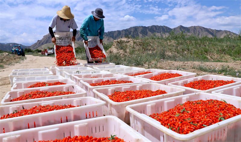 Gansu : une bonne récolte de goji bio à Zhangye