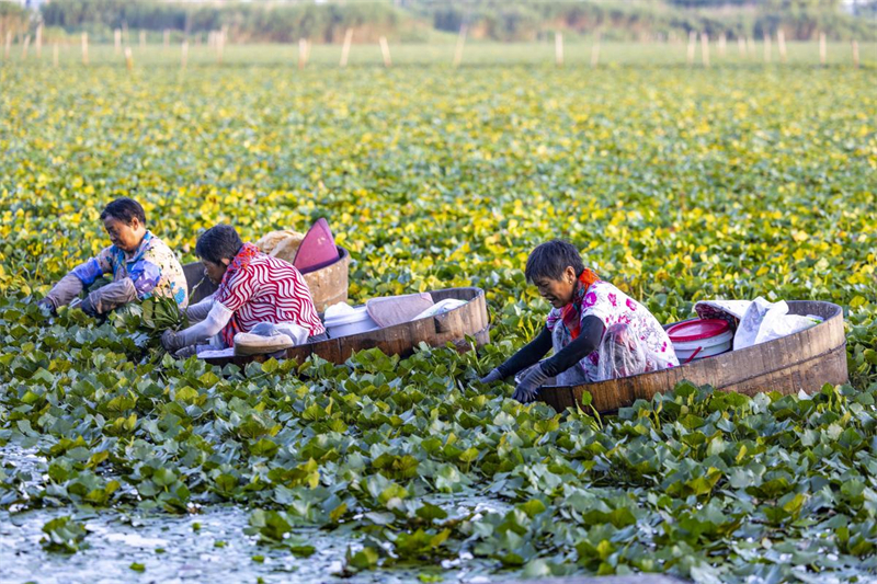 Jiangsu : une riche récolte de chataignes d'eau à Taizhou