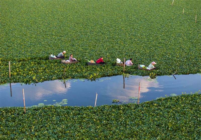 Jiangsu : une riche récolte de chataignes d'eau à Taizhou