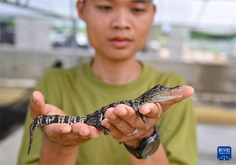 Hainan : à la découverte du ? canton des crocodiles ? de Dongfang