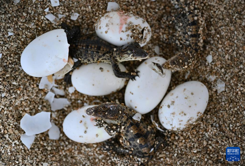 Hainan : à la découverte du ? canton des crocodiles ? de Dongfang