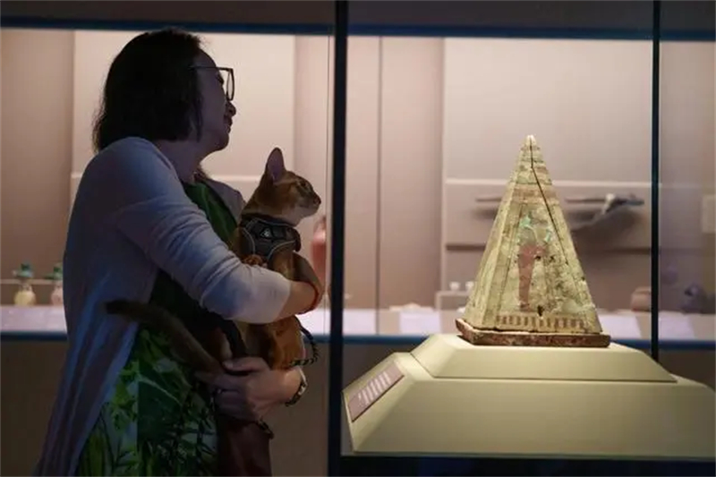 Le Musée de Shanghai organise une incroyable nuit pour les chats