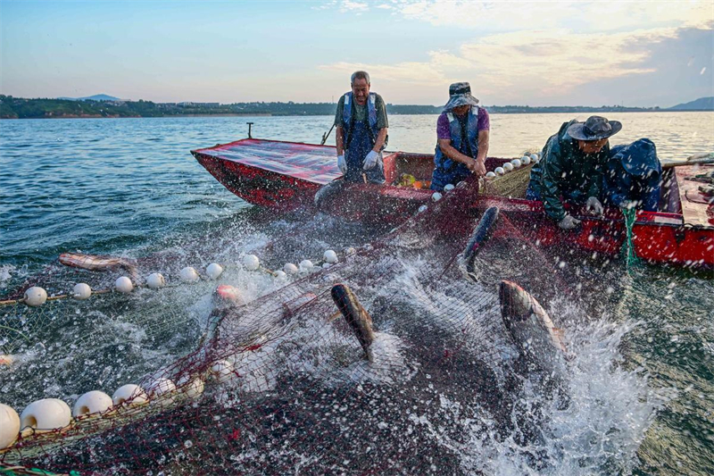 Henan : dans le comté de Song, les poissons sautent et les gens se réjouissent