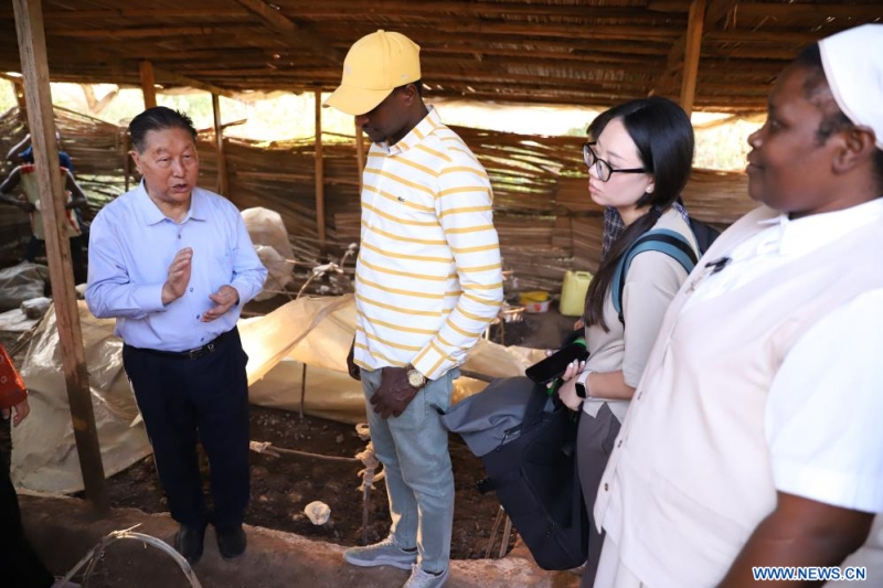 Lin Zhanxi (à gauche), professeur à l'Université d'agriculture et de sylviculture du Fujian (Chine), visite un atelier de culture de champignons à Kigali, au Rwanda, le 2 ao?t 2024. Le Juncao, qui signifie littéralement "champignon" et "herbe", est une technique agricole permettant de faire pousser des champignons. Cette technique inventée dans les années 1980 par professeur Lin a profité à plus de 100 pays, dont le Rwanda. (Xinhua/Ji Li)