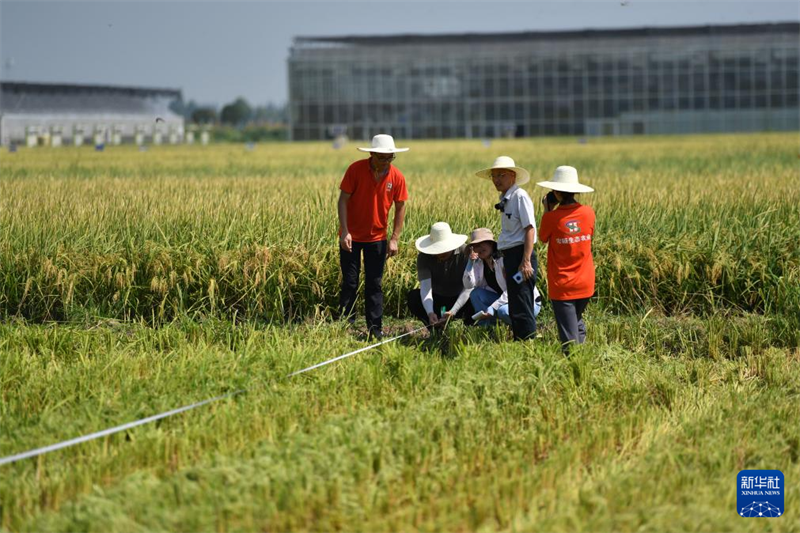 Hunan : première récolte de riz régénératif et test de production dans une ferme autonome à Yiyang