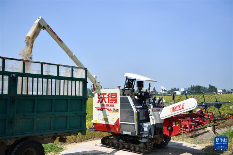 Hunan : première récolte de riz régénératif et test de production dans une ferme autonome à Yiyang