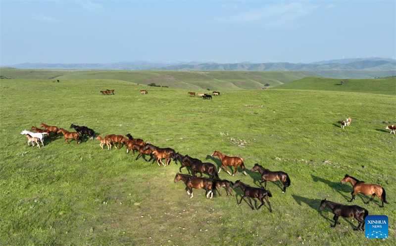 Un aper?u de la barrière de sécurité écologique dans le nord-est de la Chine