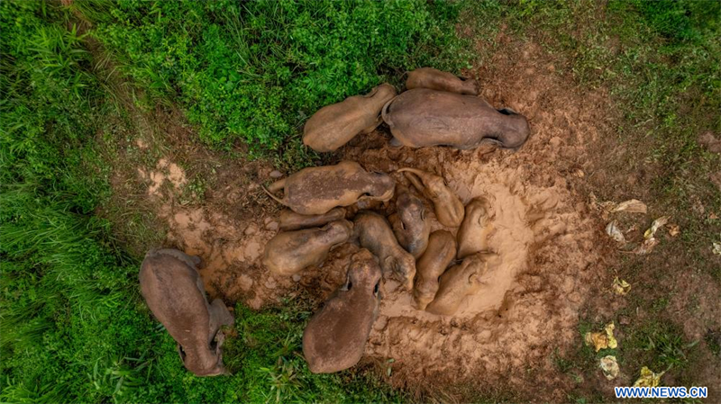 Chine : troupeau d'éléphants à Jinghong au Yunnan