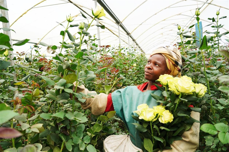 Une horticultrice cueille des fleurs dans une ferme de fleurs au bord du lac Naivasha au Kenya. (Huang Weixin / Le Quotidien du Peuple)