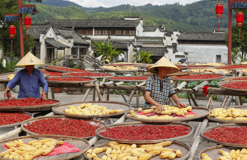 Anhui : la récolte dans le village de Chengkan, comme une peinture naturelle sous le soleil d'automne