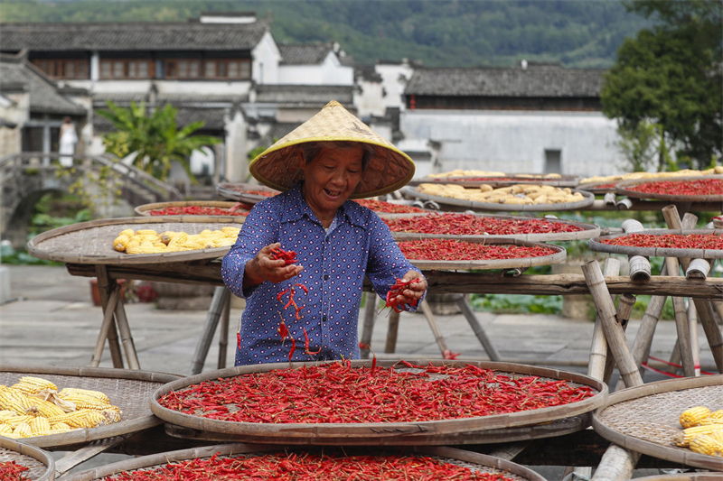 Anhui : la récolte dans le village de Chengkan, comme une peinture naturelle sous le soleil d'automne