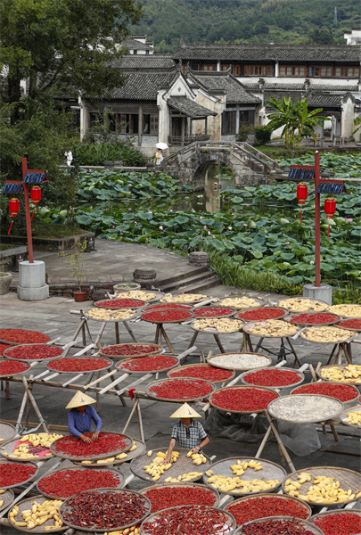 Anhui : la récolte dans le village de Chengkan, comme une peinture naturelle sous le soleil d'automne