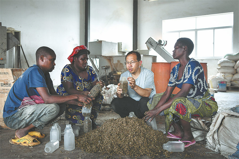 Comment une technologie de récolte chinoise sème les graines de la croissance en Afrique