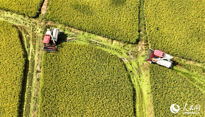 Jiangxi : les agriculteurs récoltent du riz remontant dans le comté de Pengze