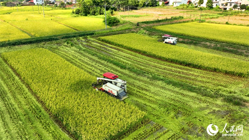 Jiangxi : les agriculteurs récoltent du riz remontant dans le comté de Pengze