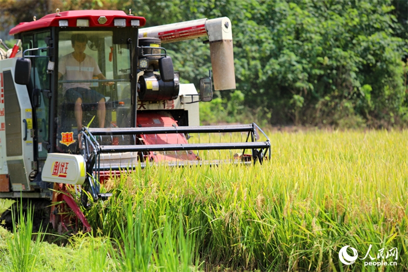 Jiangxi : les agriculteurs récoltent du riz remontant dans le comté de Pengze