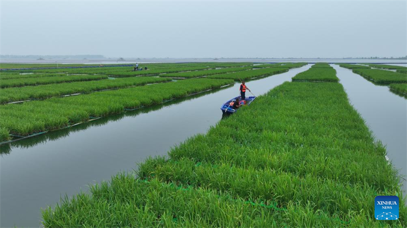 Anhui : des chercheurs plantent du riz dans une zone d'affaissement de mines de charbon