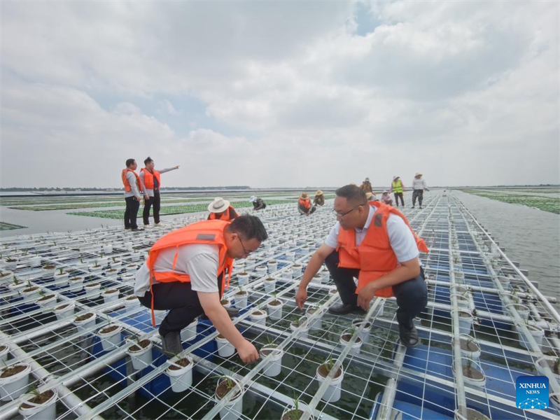 Anhui : des chercheurs plantent du riz dans une zone d'affaissement de mines de charbon