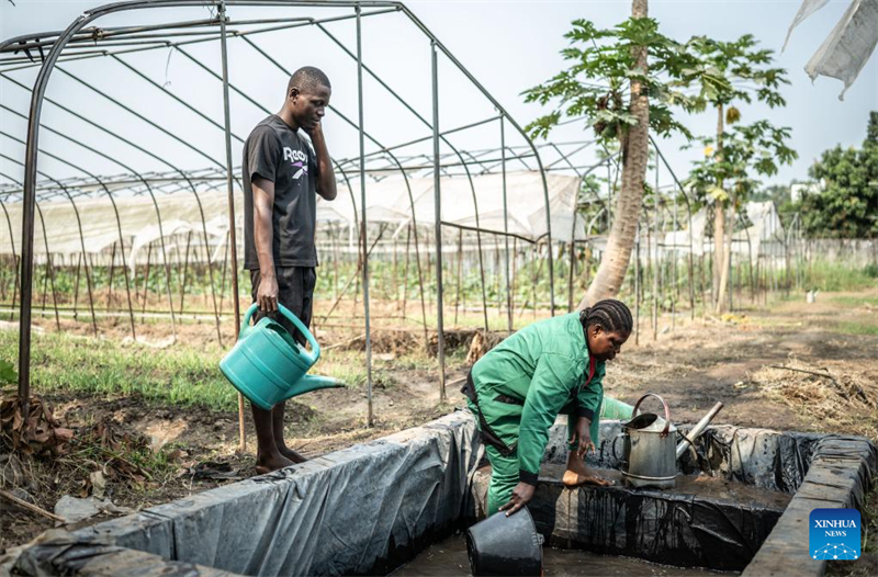 Le savoir-faire chinois dans le domaine de la culture du manioc suscite de nouveaux espoirs en Afrique