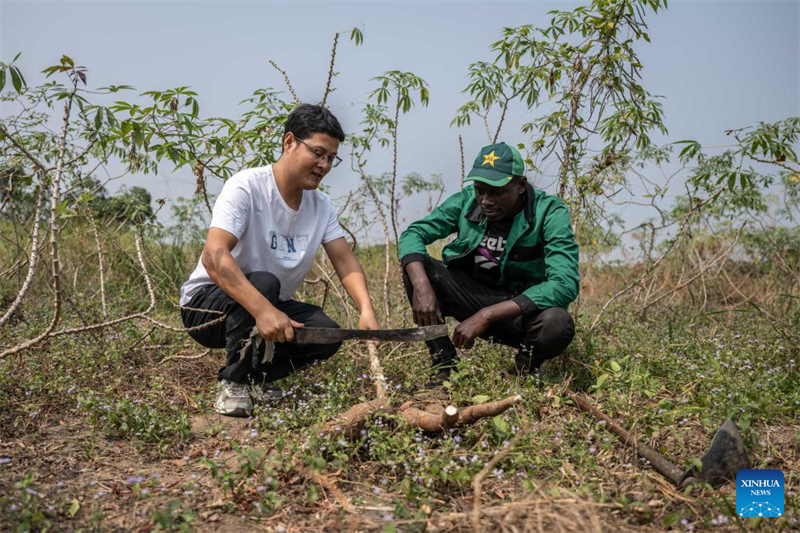 Le savoir-faire chinois dans le domaine de la culture du manioc suscite de nouveaux espoirs en Afrique