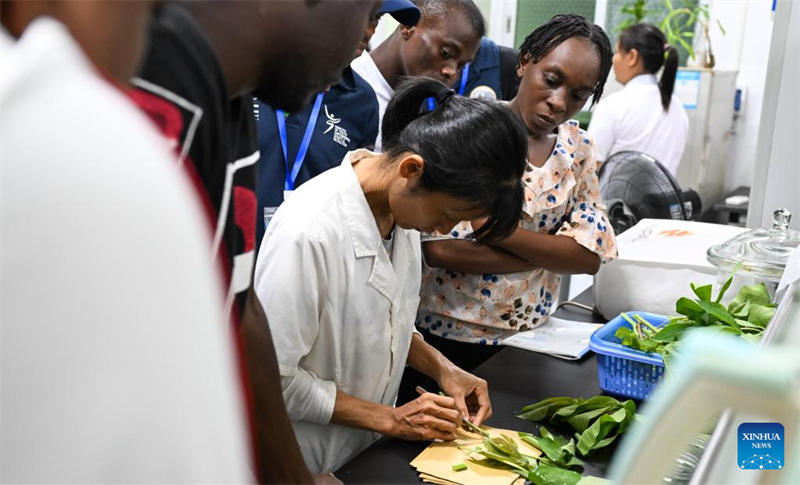 Le savoir-faire chinois dans le domaine de la culture du manioc suscite de nouveaux espoirs en Afrique