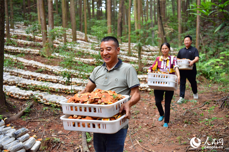 Jiangxi : à Guangchang, l'économie sous-forestière ? transforme le vert en or ?