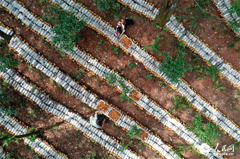 Jiangxi : à Guangchang, l'économie sous-forestière ? transforme le vert en or ?