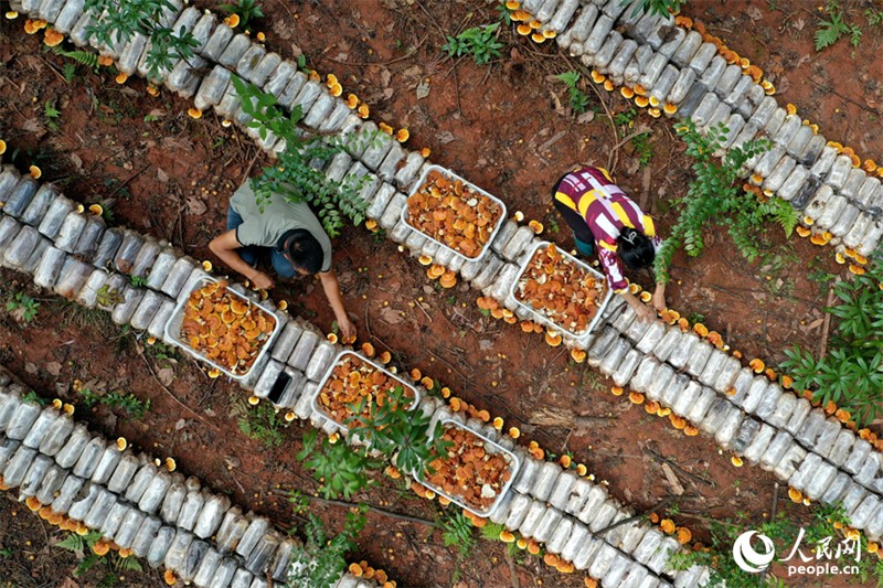 Jiangxi : à Guangchang, l'économie sous-forestière ? transforme le vert en or ?