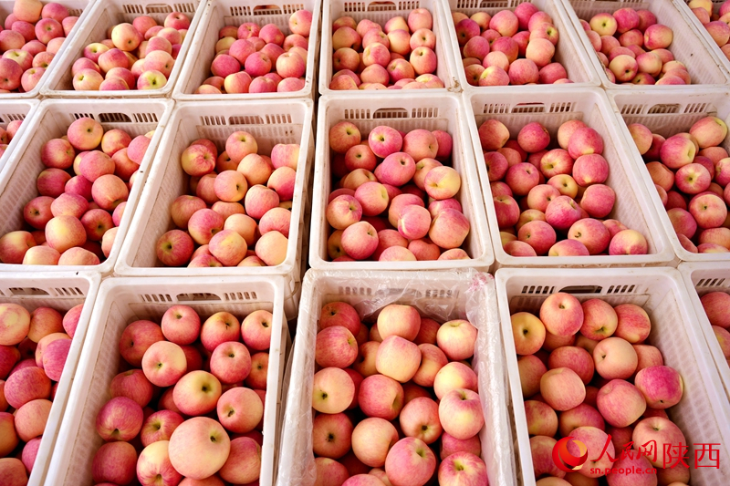 Shaanxi : les pommes couvrent les branches et les agriculteurs profitent d'une récolte abondante à Weinan