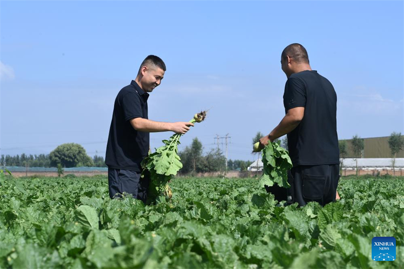 Shanxi : les ? nouveaux agriculteurs ? apportent de la vitalité à l'agriculture moderne à Wenshui